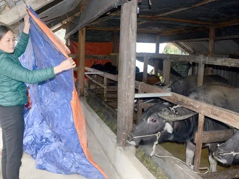 Không chủ quan, bị động trong phòng chống đói, rét cho vật nuôi