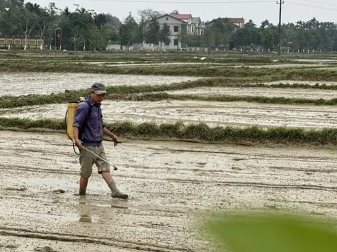 Lạnh sâu, người nông dân vẫn phải ra đồng gieo cấy