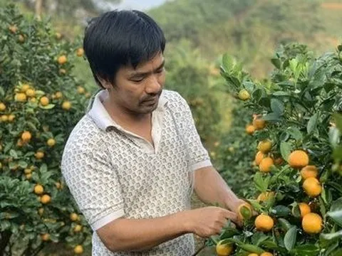 Trồng quất trên vùng đồi Hà Tĩnh