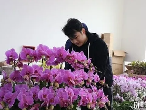 Chủ cửa hàng hoa lan chi hàng trăm triệu đồng thuê thợ về cắm