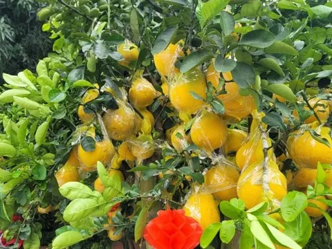 Đào thế, bưởi bonsai, mai vàng xuống phố phục vụ người dân chơi Tết