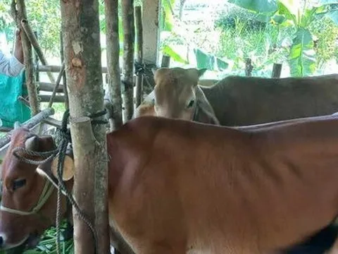 Thông tin mới vụ bò hỗ trợ hộ nghèo phát hiện bị bệnh ở Thừa Thiên-Huế
