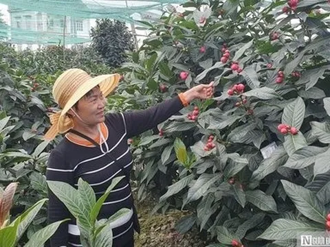 Hải Phòng: Làng hoa hải đường nổi tiếng tất bật vào vụ Tết