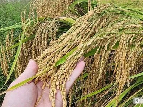 Hải Phòng: Nơi không có ruộng đất bỏ hoang nhờ giống lúa quý