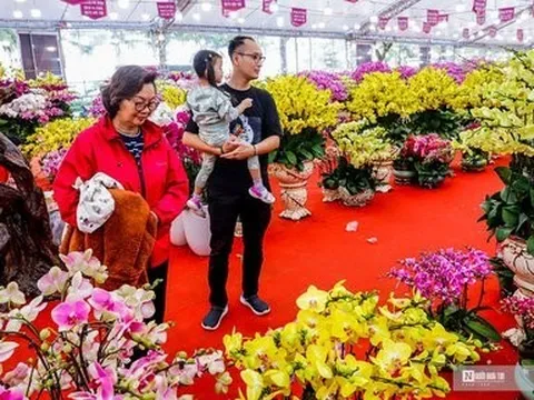 Lan hồ điệp đổ bộ Thủ đô giá hàng chục triệu hút khách dịp Tết