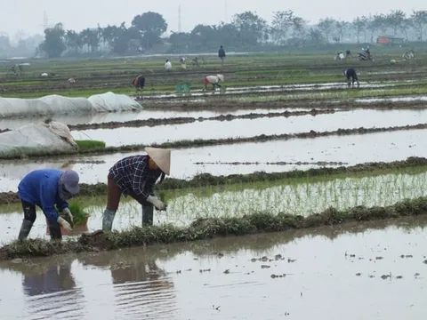 Đảm bảo an toàn cho sản xuất trồng trọt khi rét đậm, rét hại