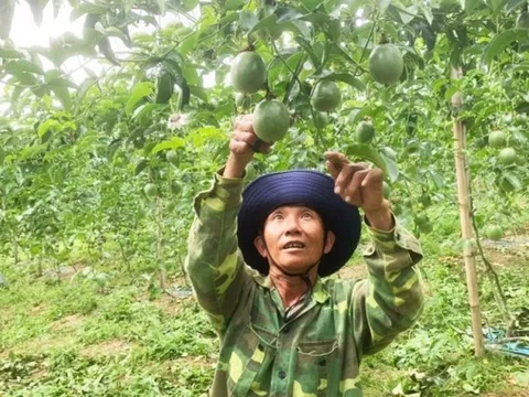 Gia Lai: Nông dân phấn khởi khi chanh dây tăng giá dịp Tết