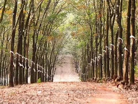 Đồng Nai: Mê mẩn với rừng cao su mùa thay lá