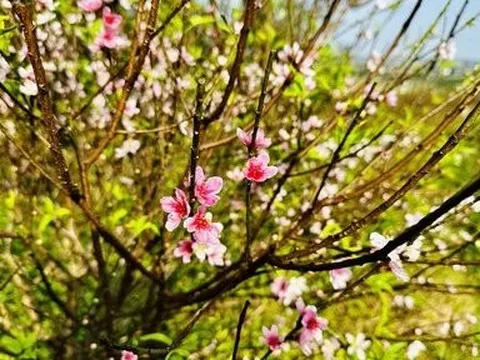 Thời tiết lạnh sâu, người trồng đào vui mừng “chỉnh” đào nở đúng Tết