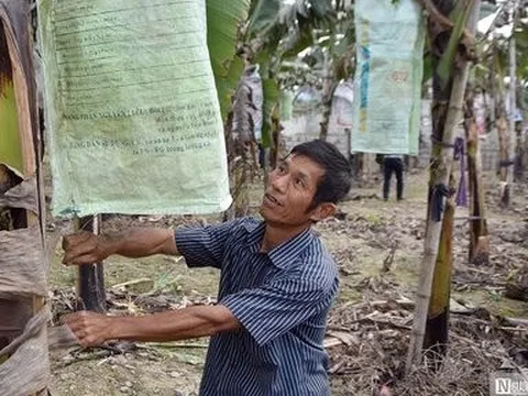 Hải Phòng: Chuối tiêu hồng tiền triệu mỗi buồng vẫn đắt khách
