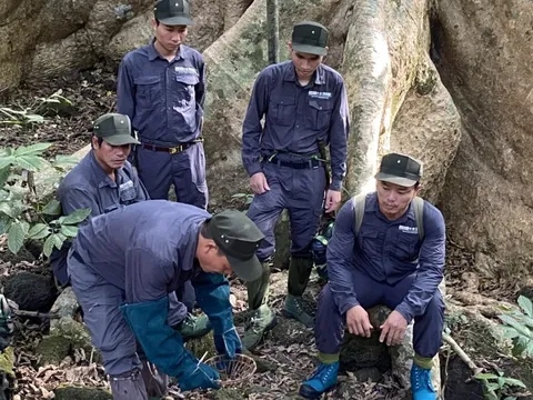 Giữ sự sống của rừng