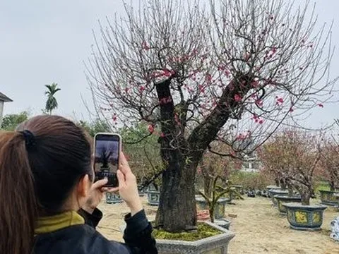 Cận cảnh gốc đào “khủng” trăm tuổi trị giá 120 triệu đồng ở Nghệ An