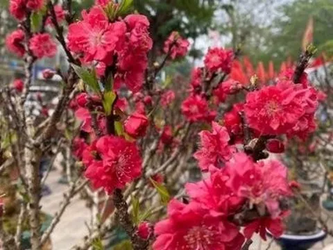 Chưa đến Tết hoa đào đã bung nở rực rỡ, nhà vườn thất thu hàng tỷ đồng