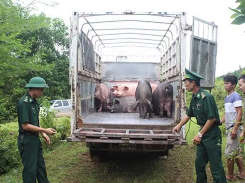 Tăng cường ngăn chặn buôn lậu, vận chuyển trái phép động vật, sản phẩm động vật qua biên giới vào Việt Nam