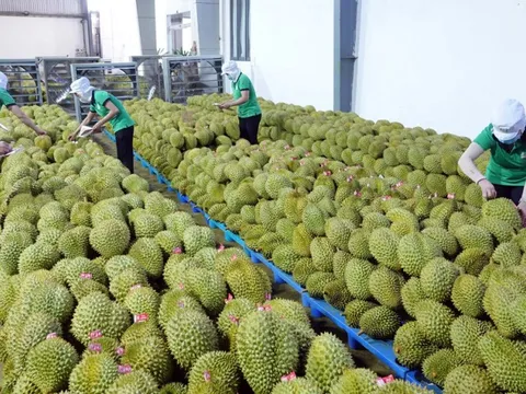 Sầu riêng trúng giá, nông dân ăn Tết lớn