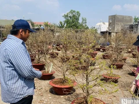 Thị trường mai Tết nhộn nhịp, chủ vườn cho thuê từ Tp.HCM ra Hà Nội