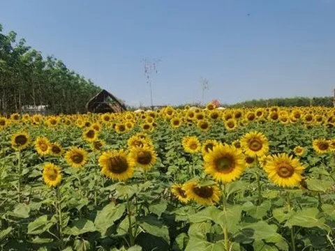 Bình Phước: Sắc hoa Đà Lạt trong lòng thị xã Bình Long