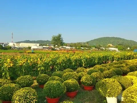 Xuân về trên đảo ngọc Phú Quốc