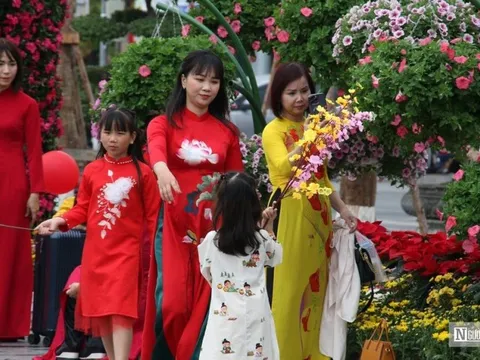 250.000 cây hoa tô sắc thắm trung tâm Hải Phòng