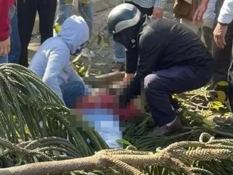 Người phụ nữ bị trọng thương vì cây xanh bất ngờ đổ và đè trúng