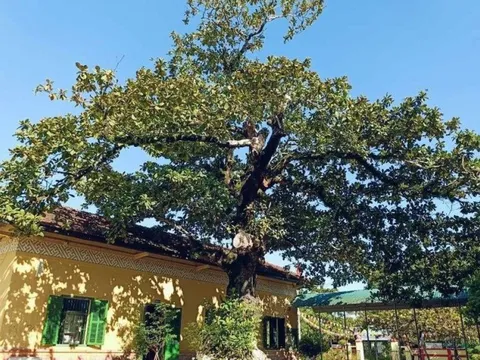 Mục sở thị “cụ” bàng hơn 100 tuổi ở Huế vừa được công nhận cây Di sản