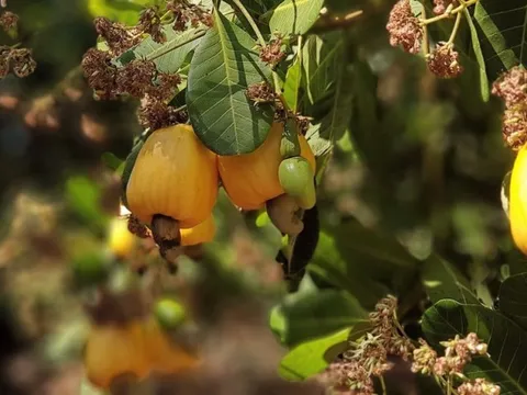 Bình Phước: Người dân hồ hởi vào vụ thu hoạch điều