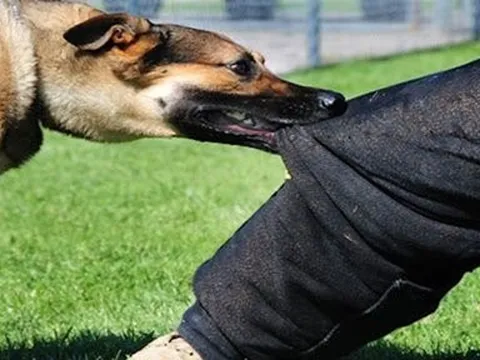 Đắk Lắk: Người đàn ông đứt gân tay sau khi bị chó Becgie cắn