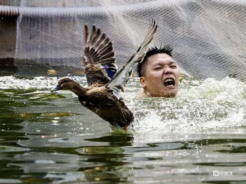 Kịch tính trai làng lội nước thi bắt vịt giành giải thưởng