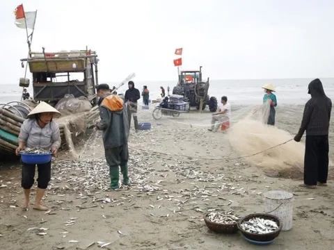 Ngư dân Thanh Hóa trúng đậm mùa đánh bắt cá trích đầu năm mới
