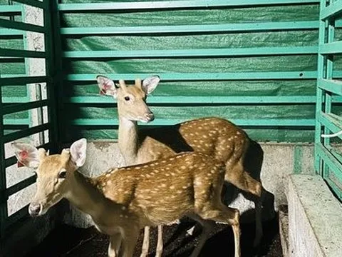 Nuôi Hươu sao giữa lòng thành phố