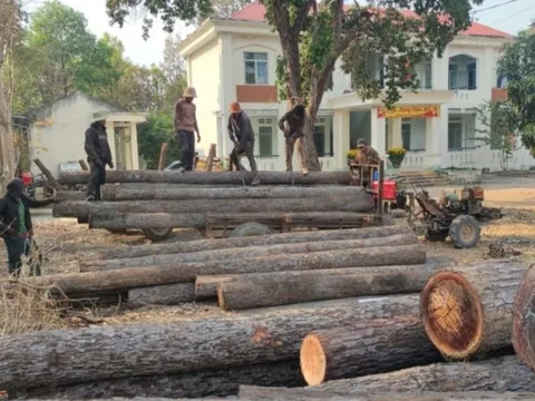 Gia Lai: Điều tra vụ 30 đối tượng khai thác gỗ trái phép