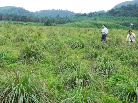 Loại cây trồng trên đất bỏ hoang giúp nông dân thoát nghèo, làm giàu
