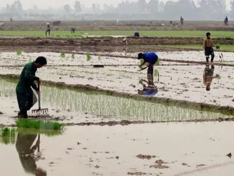 Trên 96,7% diện tích vụ Đông Xuân khu vực Trung du và Đồng bằng Bắc Bộ đủ nước gieo cấy