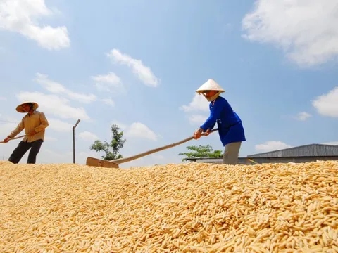 Sau Tết, giá lúa biến động ra sao?