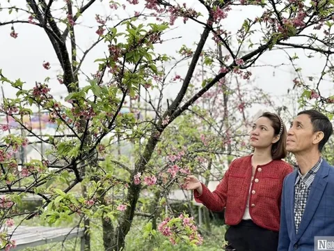 Ngắm hoa anh đào Nhật Bản khoe sắc trên đất Cảng