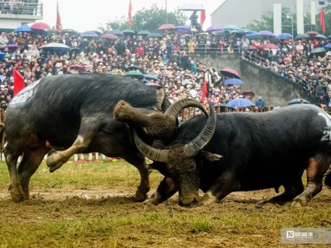 Kịch tính những màn đối đầu của “ông Cầu” ở Vĩnh Phúc