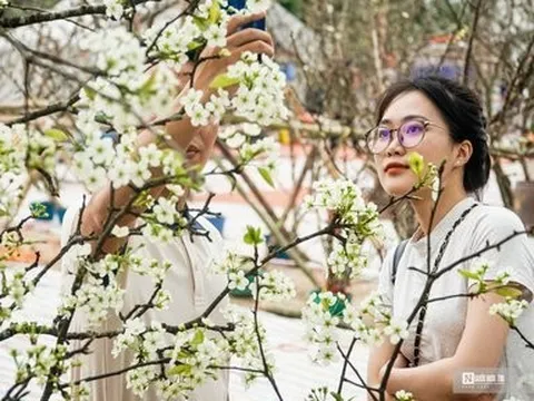 Hoa lê rừng xuống phố hút khách sau Tết