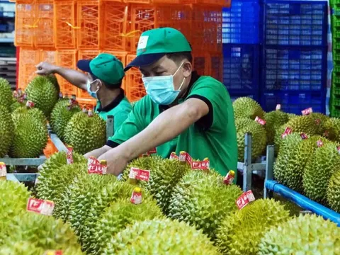 Xuất khẩu khởi sắc, giá sầu riêng trong nước vẫn ở mức cao "chót vót"