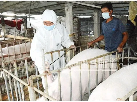 Đồng Nai: Thực hiện Kế hoạch phòng chống dịch bệnh gia súc, gia cầm, thuỷ sản trên địa bàn