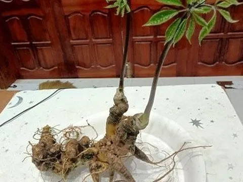 Chào bán củ sâm nặng 0,36kg, 15 năm tuổi ở phiên chợ Ngọc Linh