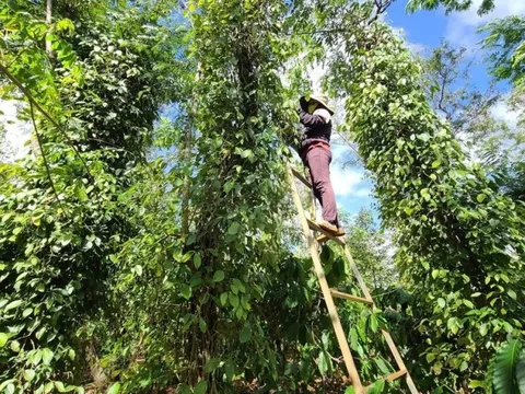 Tất bật mùa hái “vàng đen”