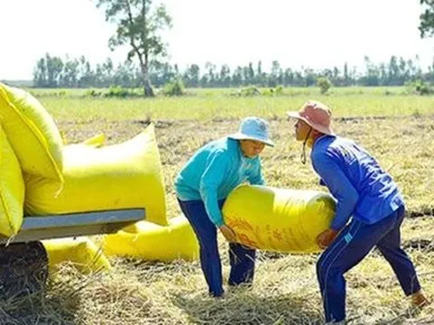 Giá lúa gạo sẽ sớm tăng trở lại
