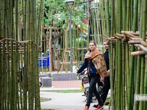 Cận cảnh khu "rừng trúc" như trong phim giữa lòng Thủ đô