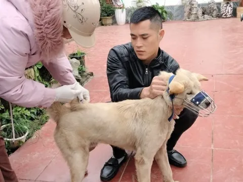 Quảng Ninh: Chó mắc bệnh dại thả rông cắn liên tiếp 14 người