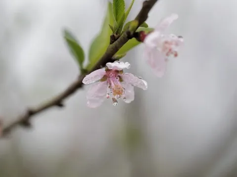 Đầu năm, lên Tả Phìn săn "châu báu" trong mây và check in với hoa đào