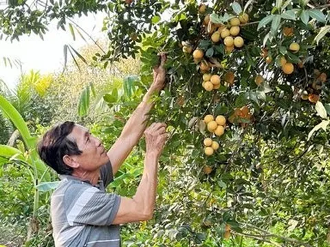 Thanh trà ĐBSCL mất mùa do thời tiết, giá bán cao