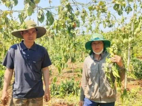 Gia Lai: Làm rõ việc một gia đình bị kẻ xấu chặt hơn 500 cây cà phê và chanh dây