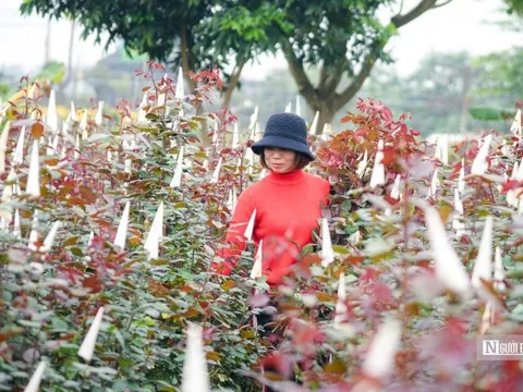 Thủ phủ hoa Mê Linh tất bật trước ngày 8/3