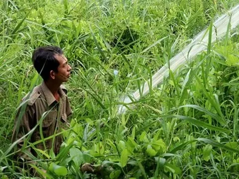 Kiên Giang: Vùng trọng điểm có nguy cơ xảy ra cháy rừng hơn 41.000ha