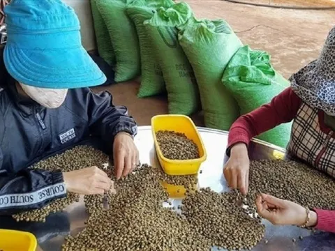 Giá cà phê liên tục lập kỷ lục: Kỳ vọng xu hướng tăng sẽ kéo dài